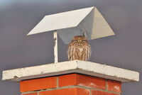 на завет; comments:1