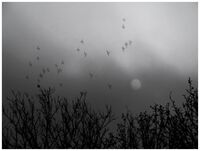 без име ( ID=2570953 ); Коментари:14