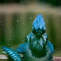 Blue Jay; comments:3