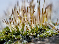 Напъпилата зима; Коментари:3