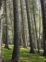 Приказка; Коментари:1