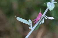 Розов скакалец; Коментари:1