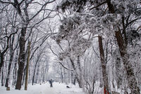 В парка; Коментари:2