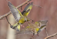 диспут между зеленики; Коментари:2