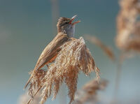 без име ( ID=2571090 ); Коментари:9