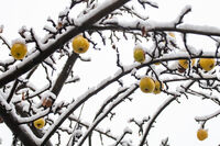 ...; Няма коментари