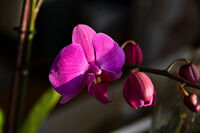 без име ( ID=2571118 ); Няма коментари