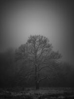 без име ( ID=2571146 ); Коментари:1