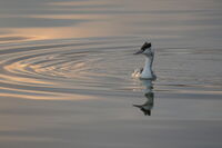 Гмурец; No comments