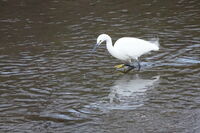 Малка бяла чапла; Коментари:3