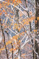 no name ( ID=2571196 ); No comments