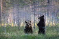 no name ( ID=2571230 ); No comments