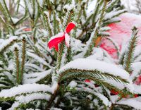 Първи сняг; Коментари:1