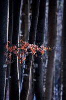 Есен сред зима; Коментари:3