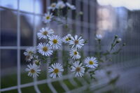 whiiite; Коментари:1