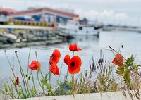 Цветенца; Коментари:1