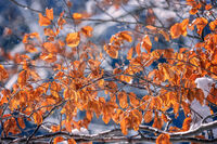 без име ( ID=2571404 ); Няма коментари