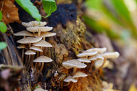 без име ( ID=2571407 ); Коментари:1