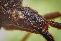 без име ( ID=2571413 ); Няма коментари