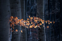 без име ( ID=2571448 ); Коментари:6