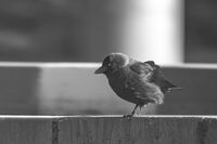 без име ( ID=2571457 ); Коментари:1