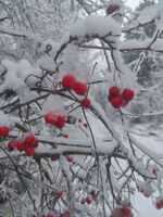 без име ( ID=2571476 ); Коментари:3