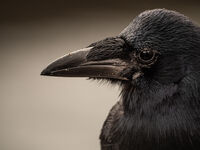 без име ( ID=2571478 ); Коментари:1