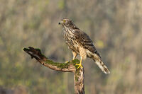 Голям ястреб; Коментари:5