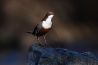 Гурлю; Коментари:5