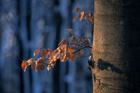 без име ( ID=2571552 ); Няма коментари