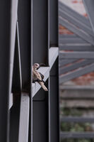 Птица и желязо; Няма коментари