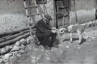 Old man and the lamb; Коментари:13