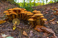 Gymnopilus sp.; Коментари:6