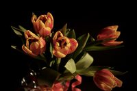 Декемврийски лалета; Коментари:3