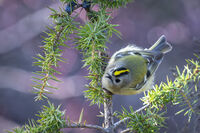 Жълтоглаво кралче; Коментари:8