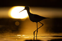 без име ( ID=2571698 ); Коментари:22