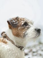 Снежен Теди; Коментари:1