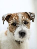 Дивото зове (Теди); Коментари:12