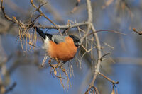 Червенушка; Коментари:6