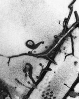 без име ( ID=2571727 ); Коментари:3