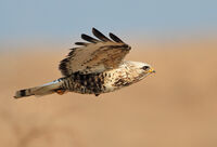 северен мишелов (Buteo lagopus); Коментари:3