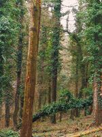 без име ( ID=2571769 ); Няма коментари