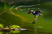 Корморан; Коментари:1