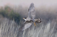 Голям ястреб; Коментари:1