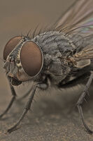 CECE; Няма коментари