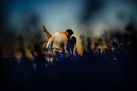 Страсти по залез; Няма коментари