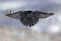 Гарван; Коментари:2