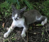 Ушко; comments:2