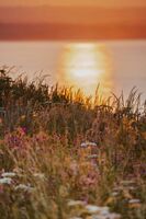 Bempton Cliffs; Коментари:3