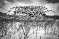 Monster Root Ball; Коментари:5